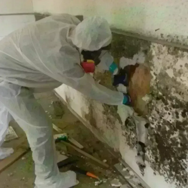 Mold Remediation and Removal in Merrydale, LA